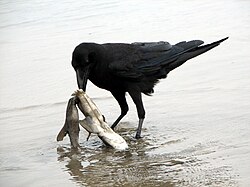 Ssp. japonensis scavenging on a dead shark