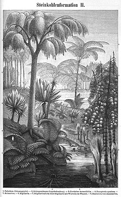 Etching depicting some of the most significant plants of the Carboniferous