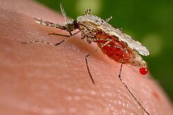 A mosquito drinking blood (hematophagy) from a human (note the droplet of plasma being expelled as a waste)