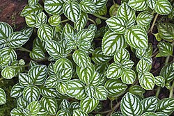 Impatiens marianae