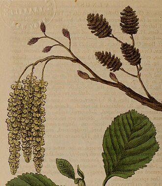 Alnus glutinosa, the common or European alder, has unisexual flowers and is monoecious. The male-flower catkins are hanging down on the left, the much smaller female flowers are above and last season's fruit on the right.