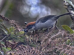 Spotting rare birds, such as the Antioquia brushfinch, is a goal for some birdwatchers.