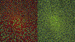 Illustration of the distribution of cone cells in the fovea of an individual with normal color vision (left), and a color blind (protanopic) retina. Note that the center of the fovea holds very few blue-sensitive cones.