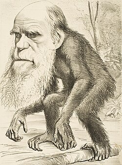 As evolution became widely accepted in the 1870s, caricatures of Charles Darwin with an ape or monkey body symbolised evolution.[347]