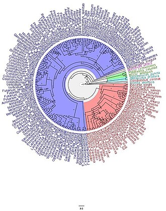 Phylogenetic Subtree of fungi containing different biodiverse sections of the fungi group.