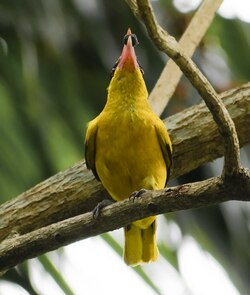 O. c. maculatus (Kuala Lumpur, Malaysia)