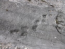 Sauropod tracks near Rovereto, Italy