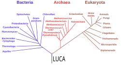 Phylogenetic tree of Bacteria, Archaea and Eukarya, with the last universal common ancestor (LUCA) at the root[23]