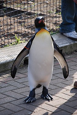 A king penguin in Edinburgh Zoo named Maj. Gen. Sir Nils Olav, Baron of the Bouvet Islands