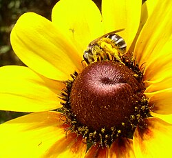 Scopa of a Halictid bee; the entire hind leg and abdomen carry pollen