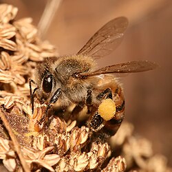 The European honey bee may have originated from eastern Africa. This bee is pictured in Tanzania.