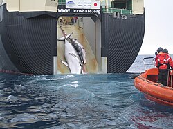 An adult and sub-adult Minke whale are dragged aboard the Nisshin Maru, a Japanese whaling vessel