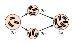 Speciation via polyploidy: A diploid cell undergoes failed meiosis, producing diploid gametes, which self-fertilize to produce a tetraploid zygote.