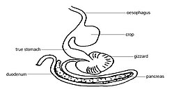 Simplified depiction of avian digestive system.