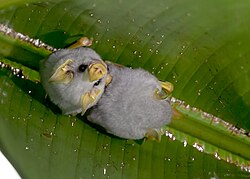 Honduran white bats (Ectophylla alba) in a tent