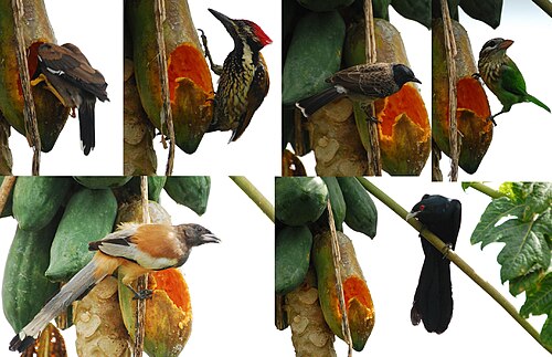Various birds eating papayas