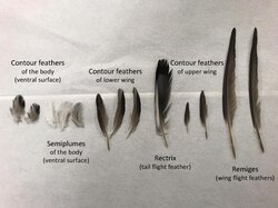 Pigeon feather types, excluding down