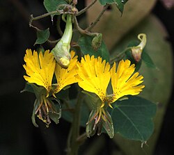 Tropaeolum peregrinum