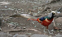 Hybrid between Lady Amherst's pheasant (Chrysolophus amherstiae) and another species, probably golden pheasant (Chrysolophus pictus)