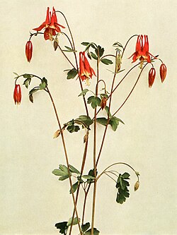 Illustration from Wild Flowers of New York, 1918[16]