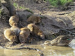 Group of brown rats, in England