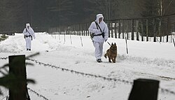 Soldiers patrol in the Białowieża Forest on the Belarusian border with Poland