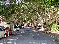 Tree-lined street Bronte, New South Wales.