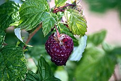Purple-fruited raspberry hybrid