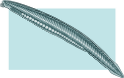 The lancelet is a small, translucent, fish-like animal that is one of the closest living invertebrate relatives of the vertebrates.[81][82]
