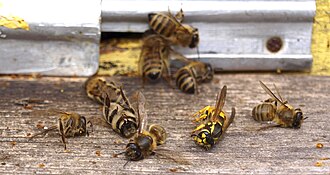 Willing to die for their sisters: worker honey bees killed defending their hive against yellowjackets, along with a dead yellowjacket. Such altruistic behaviour may be favoured by the haplodiploid sex determination system of bees.