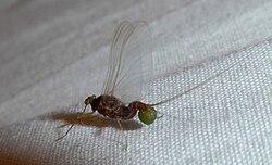 Mayflies walk on four legs, as Aristotle stated.
