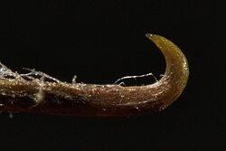 Close-up of a single bract spine of Arctium minus