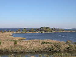Tidal wetlands of the Chesapeake Bay in Maryland