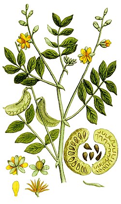 Senna plant
