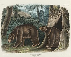 A cinnamon bear by J.T. Bowen after Audubon