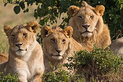 A family of lions in Maasai Mara