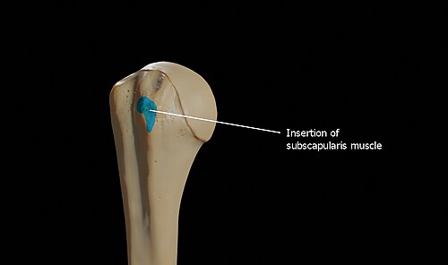Insertion of subscapularis muscle on the lesser tubercle