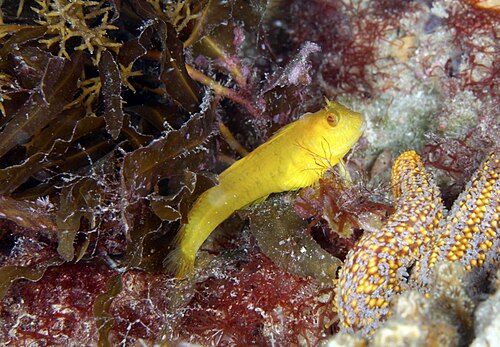Seaweed Blenny