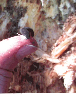 Peripatopsis overbergiensis squirting its slime