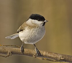 The marsh tit was once placed in the genus Parus, but has now been moved to the genus Poecile.
