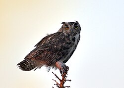 Great horned owl perched on the top of a Joshua tree at evening twilight in the Mojave Desert, US.