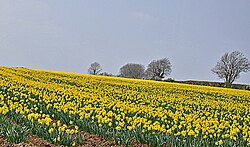 Daffodils growing in Wales