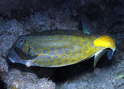 The yellow boxfish was named Ostracion tuberculatus & Ostracion cubicus in 1758.