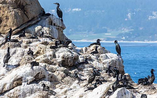 A colony of Brandt's cormorants in Point Lobos, California