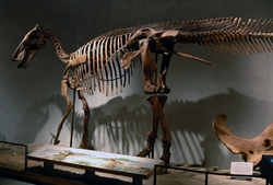 The damage to the tail vertebrae of this Edmontosaurus annectens skeleton (on display at the Denver Museum of Nature and Science) indicates that it may have been bitten by a Tyrannosaurus
