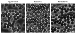 Micrographs of the effects of osmotic pressure