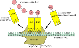 Ribosomes assemble polymeric protein molecules, the order of which is controlled by the messenger RNA's molecule sequence.