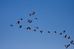 A flock of tundra bean geese