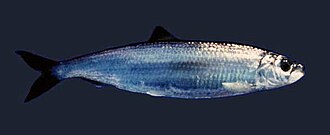 The adult herring, Clupea harengus, is a typical silvered fish of medium depths, camouflaged by reflection.