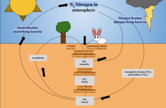 Simplified version of the nitrogen cycle